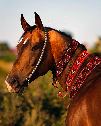 Родной город <br/>Ашхабад